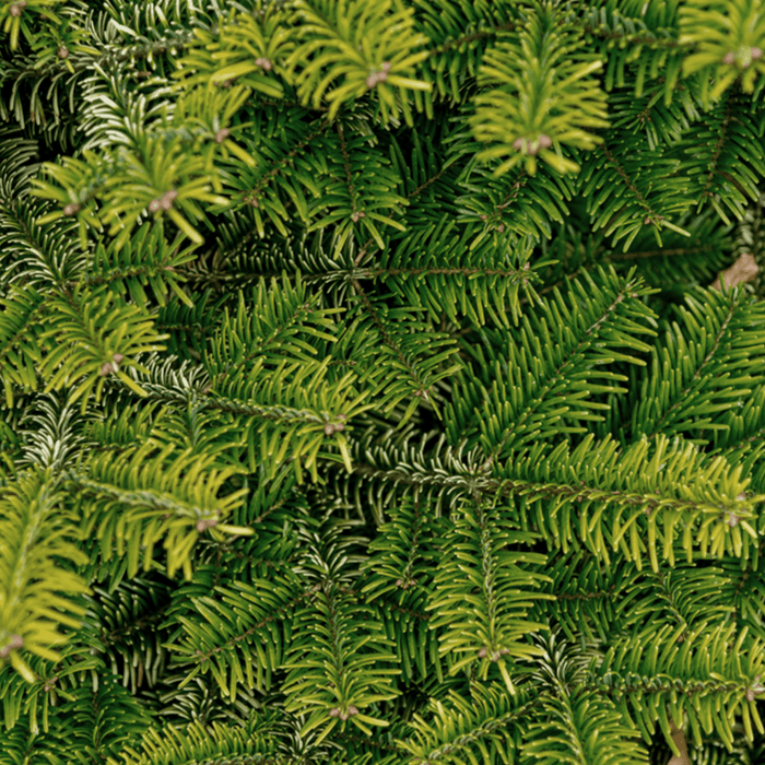 FURNILUX - KERSTBOOM - NOORDMAN 175-200CM IN POT