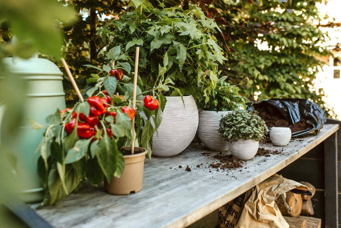 97f8887a-1ad6-49cf-bcd9-31df595b9bc3-afbeelding4.jpg (7804558) 