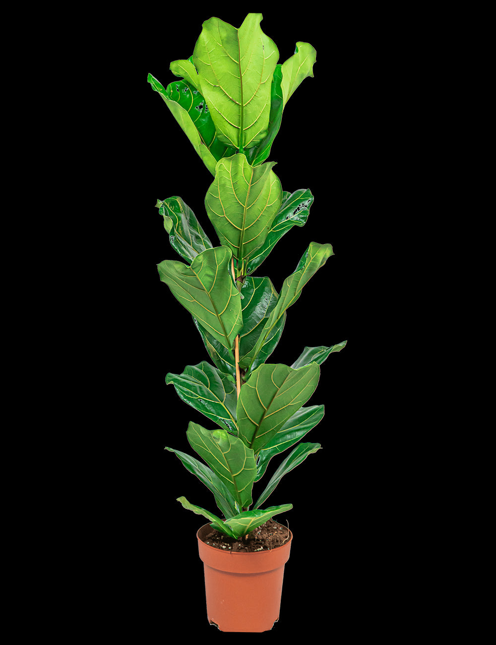 238dfd4c-d8dc-459f-970d-7e81ef19e791-vrijstaandbeeld.jpg (7842191) 