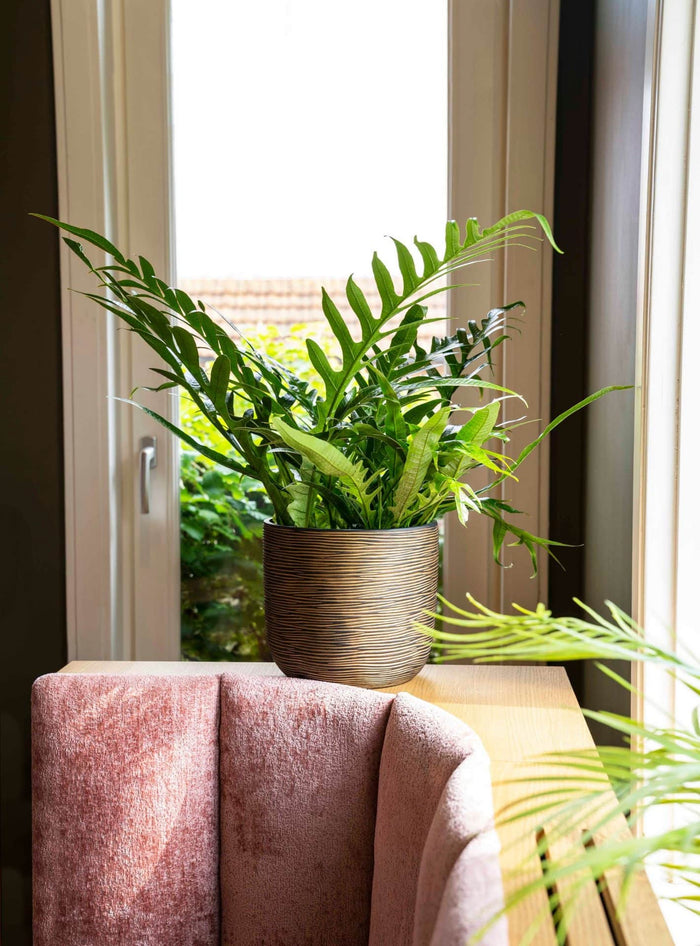 e1d25122-0fea-4abf-8b88-f5d9c00a23bb-sfeerbeeld.jpg (7904836) 