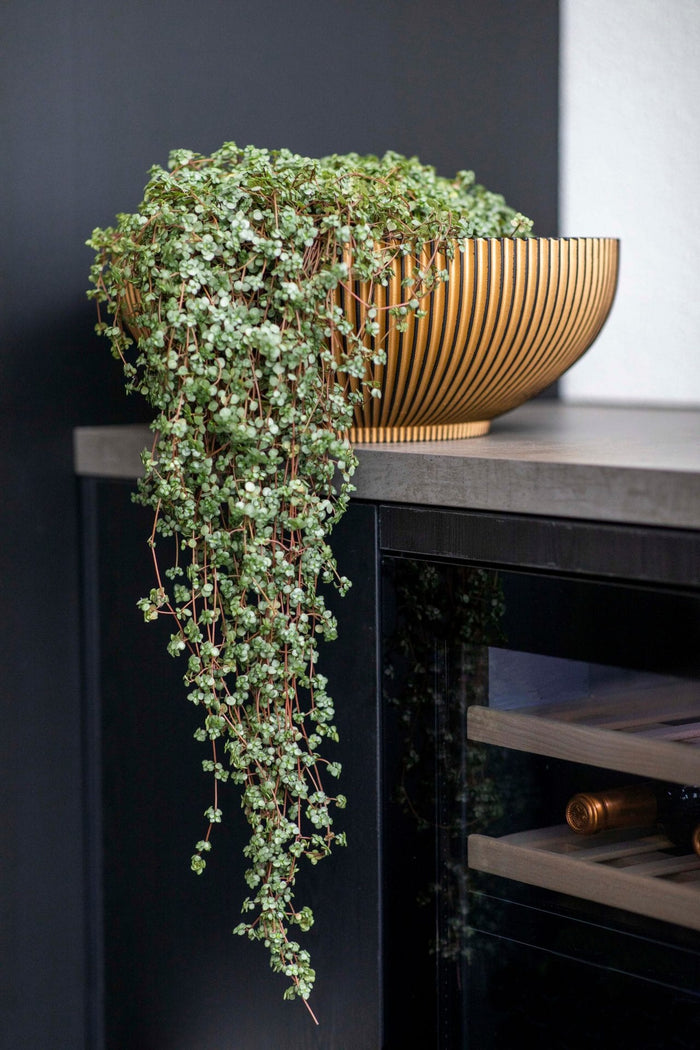 c2ebe135-f6d0-4878-a1be-789889242bd9-afbeelding4.jpg (7907183) 