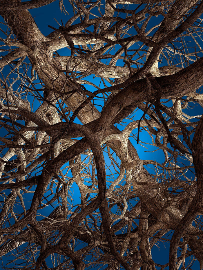 Moooi Carpets Liquid Maple vloerkleed 300x400