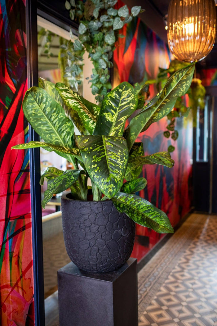 Capi Urban Smooth Pilaar NL zwart 36 x 36 x 79 cm