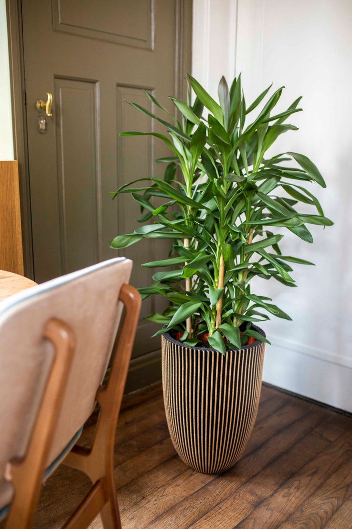 Capi Europe Vaas elegant laag Groove NL - 34x46 - Ivoor