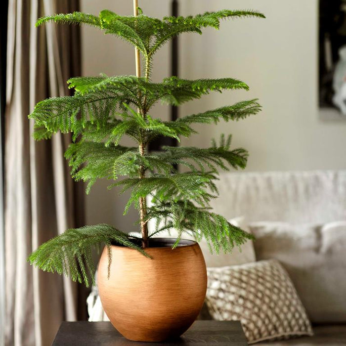 8bfb4d99-38e5-43c2-a50e-d1b7dba67b92-afbeelding5.jpg (8027721) 