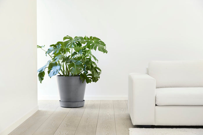 b6aa7a5b-a5e9-45b3-8183-4dbe694fd42e-afbeelding6.jpg (8088698) 