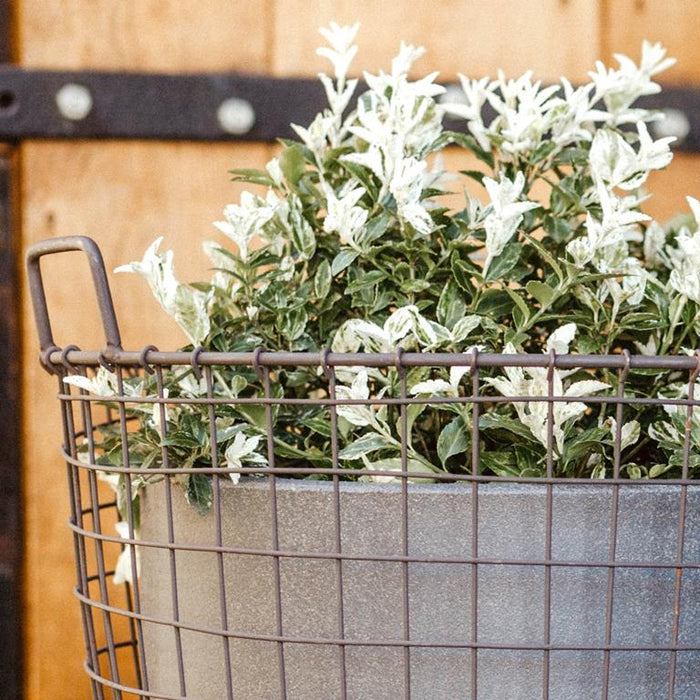 Capi Europe Smooth Bloempot Ø 54 cm