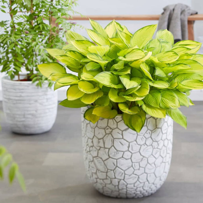 Capi Plantenbak Ivoor 43 x 41 xm