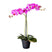 Kunstplant Orchidee | Phalaenopsis 2-tak roze H53cm - HTT Decorations