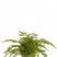 Easyplants Kunst Varen 30 Cm