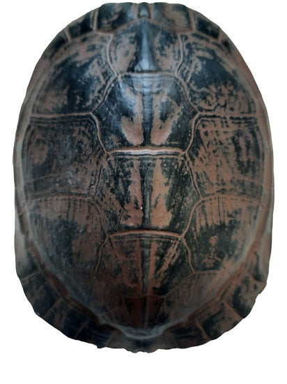 Furnilux - Katana small Bruin - Schildpad