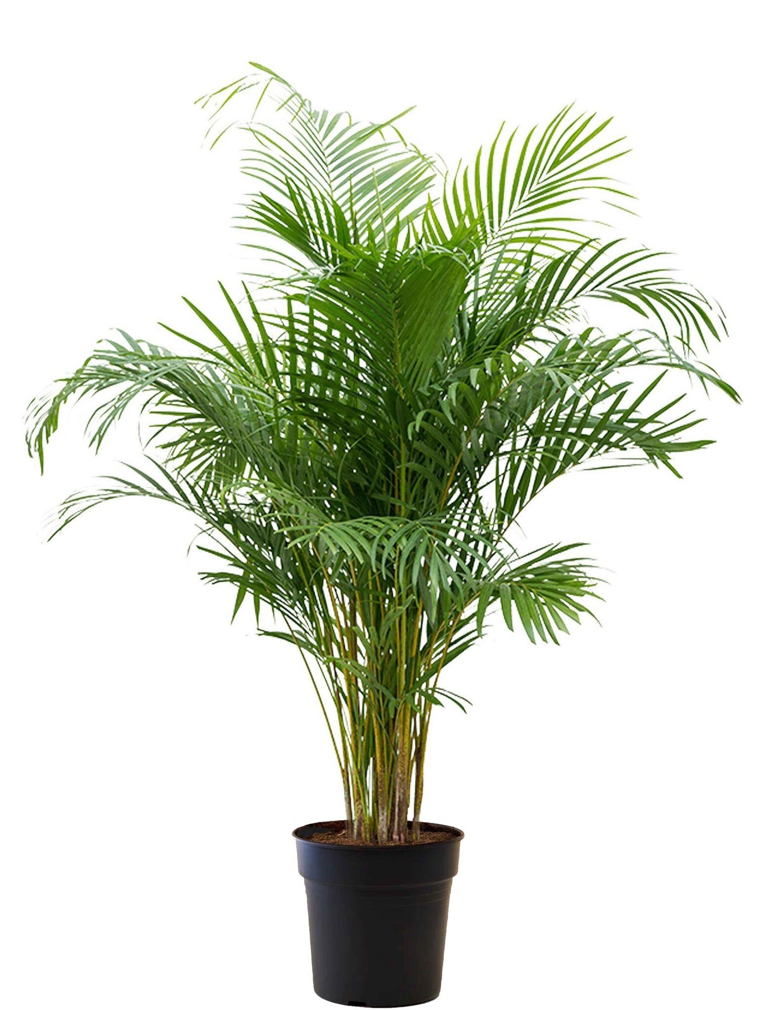 Fleurdirect Goudpalm Areca L