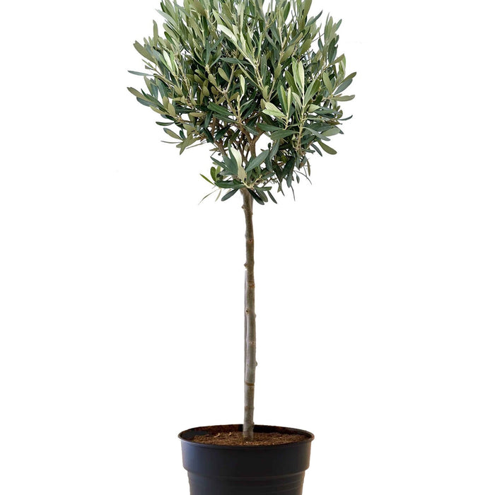 Fleurdirect Olijfboom L