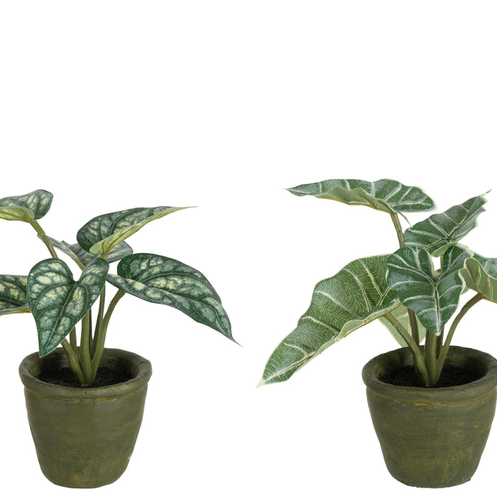 J-Line plant Anthurium|Olifantsoor In Pot - kunststof - groe