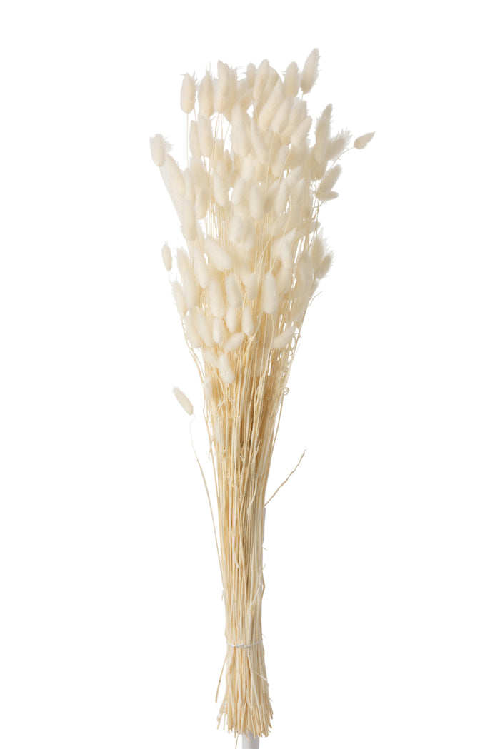 J-Line droogbloemen - Bundel Pluim Hazenstaart - riet - ecru