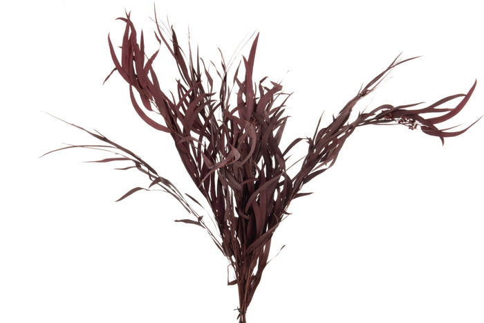 J-Line droogbloemen - Bundel Eucalyptus Wild - bordeaux