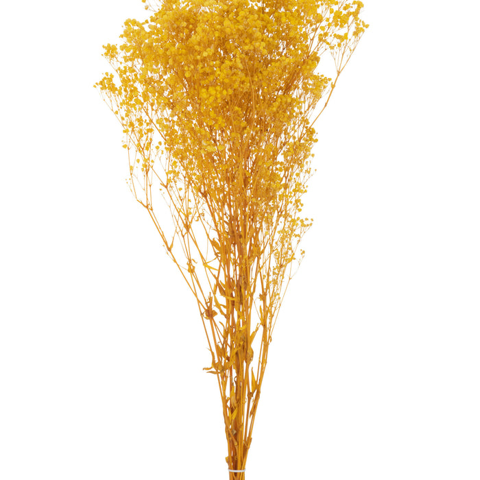 J-Line droogbloemen - Bundel gedroogde Gypsophilia - geel