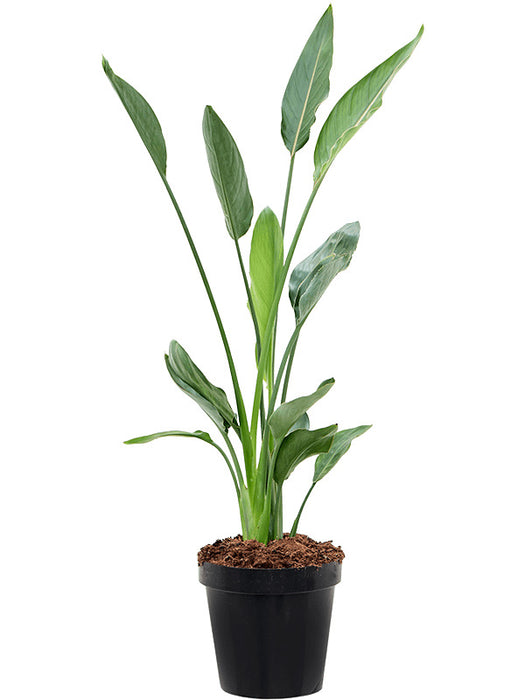 Fleur.nl | Strelitzia Reginae M | Paradijsvogelbloem