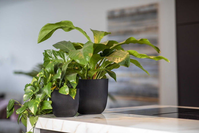 3c75b7ab-c1b7-4433-9bb0-374e20aae8a4-sfeerbeeld.jpg (9158506) 