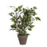 Mica Decorations Ficus Natasja Kunstplant - H40 cm - Groen Bont