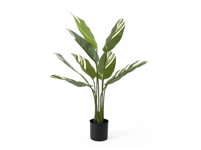 present time - Artificial Plant Calathea