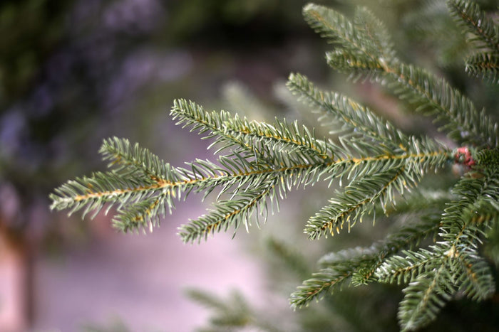 Arkansas Deluxe kunstkerstboom - 213 cm - Donkergroen - Ø142 cm - 6230