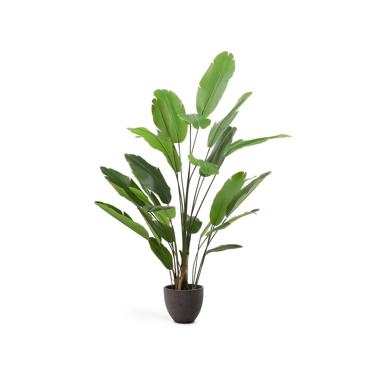 Kave Home - Kunstboom Musa (banaan) met zwarte pot 210 cm