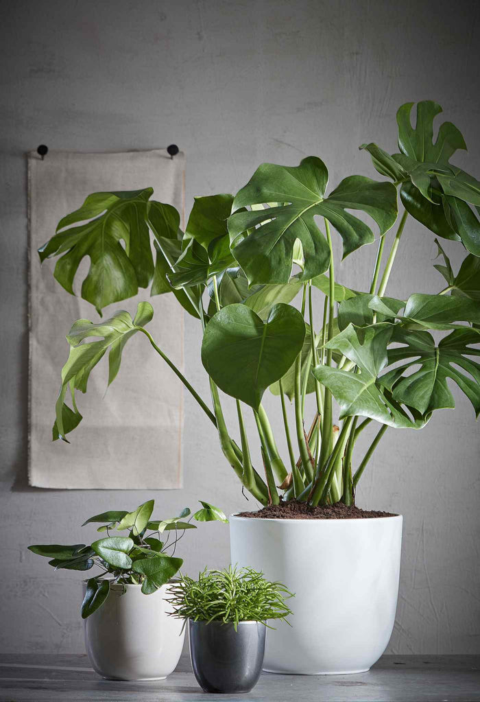 eaf99cc3-ab7c-4223-ad12-ec01ed02f901-afbeelding4.jpg (9617553) 