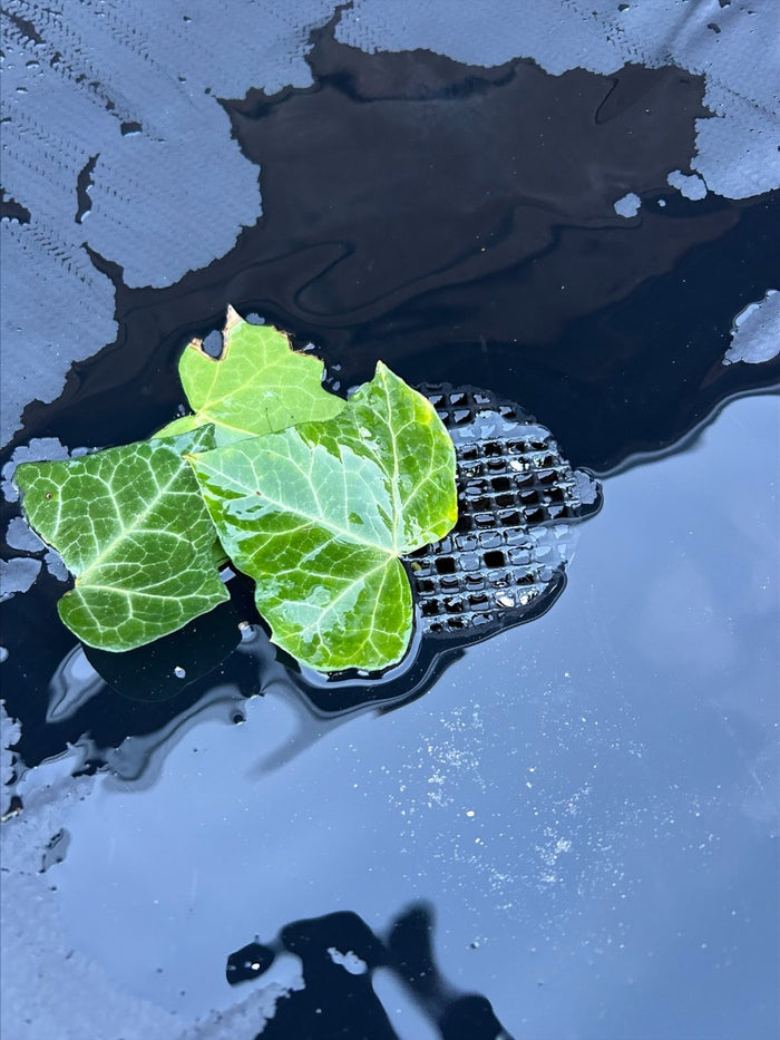 Practo Garden - Opvouwbare regenton - 350 liter - Inclusief kraantje -