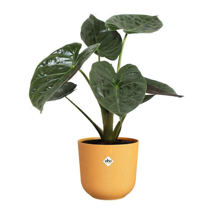 327570-x04-202412260522-C.jpg (9746885) 