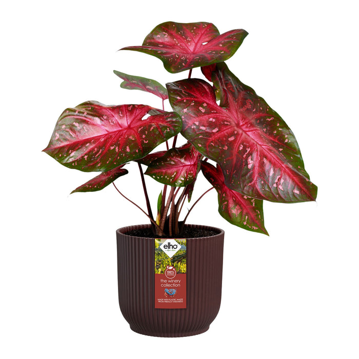 327577-x04-202412260521-C.jpg (9746915) 