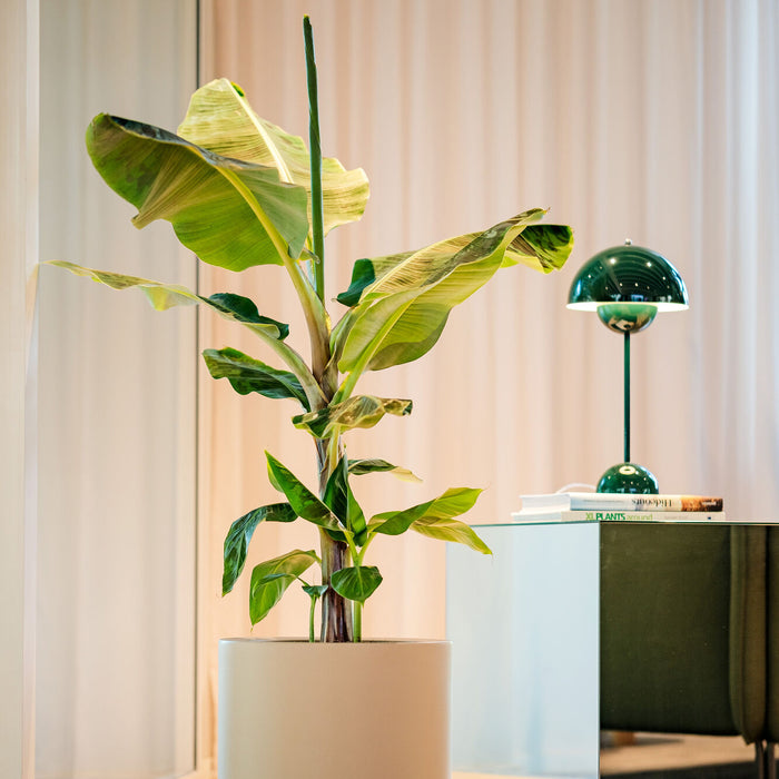 Elho Pure Cilinder Wheels 40 - Beige - L 40 x B  x H 40 cm - Balkon, Binnen en Buiten - 100% gerecycled