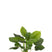 J-Line plant Pothos Plant In Pot - kunststof - groen