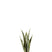 J-Line plant Sansevieria in pot - kunststof - groen - small